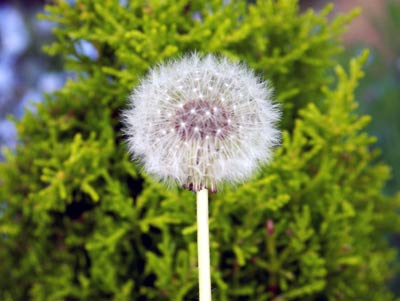 dandelion